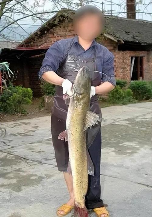 芝麻劍魚200元一斤_豬肉價格30元一斤_芝麻劍魚多少錢一斤