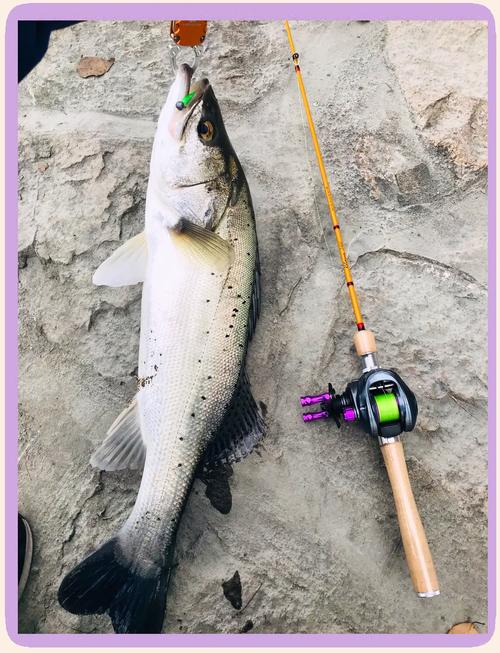 路亞釣海鱸技巧_海鱸的習性分析與釣海鱸的的技巧_路亞釣海鱸用什么餌