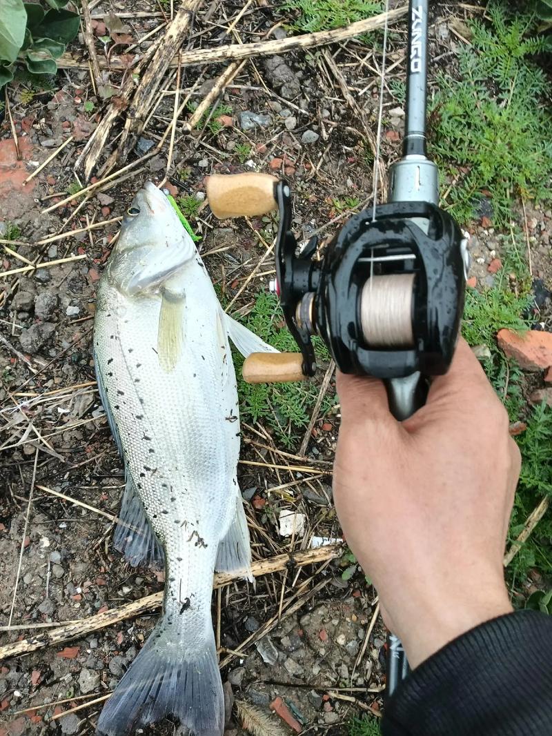 海鱸魚路亞釣中層技巧_海鱸的習性分析與釣海鱸的的技巧_海鱸魚路亞釣底技巧