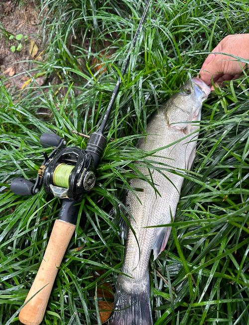 海鱸魚的垂釣攻略(釣餌、釣位、釣法)_海水路亞釣法_海鱸路亞釣點選擇