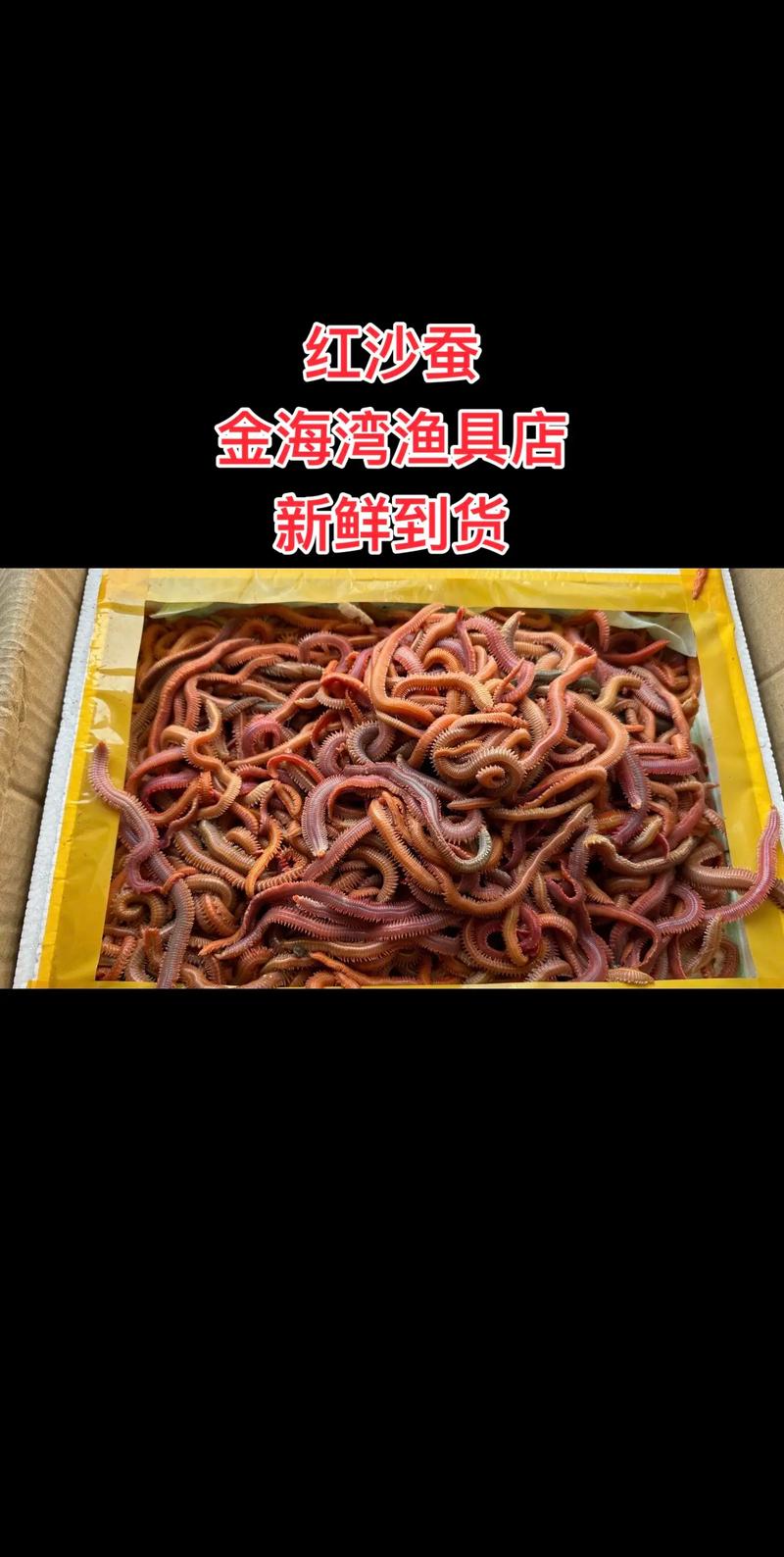 沙蠶圖片_沙蠶養殖方法_沙蠶營養成分分析