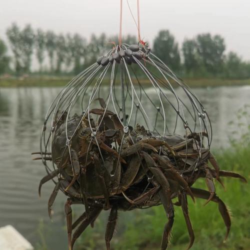 用河蝦釣魚技巧_河蟹竿釣技巧_釣河蟹方法