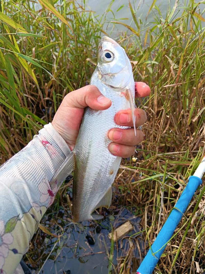 漢源湖野釣翹嘴攻略_漢源湖2026首戰翹嘴_漢源湖白條釣位選擇