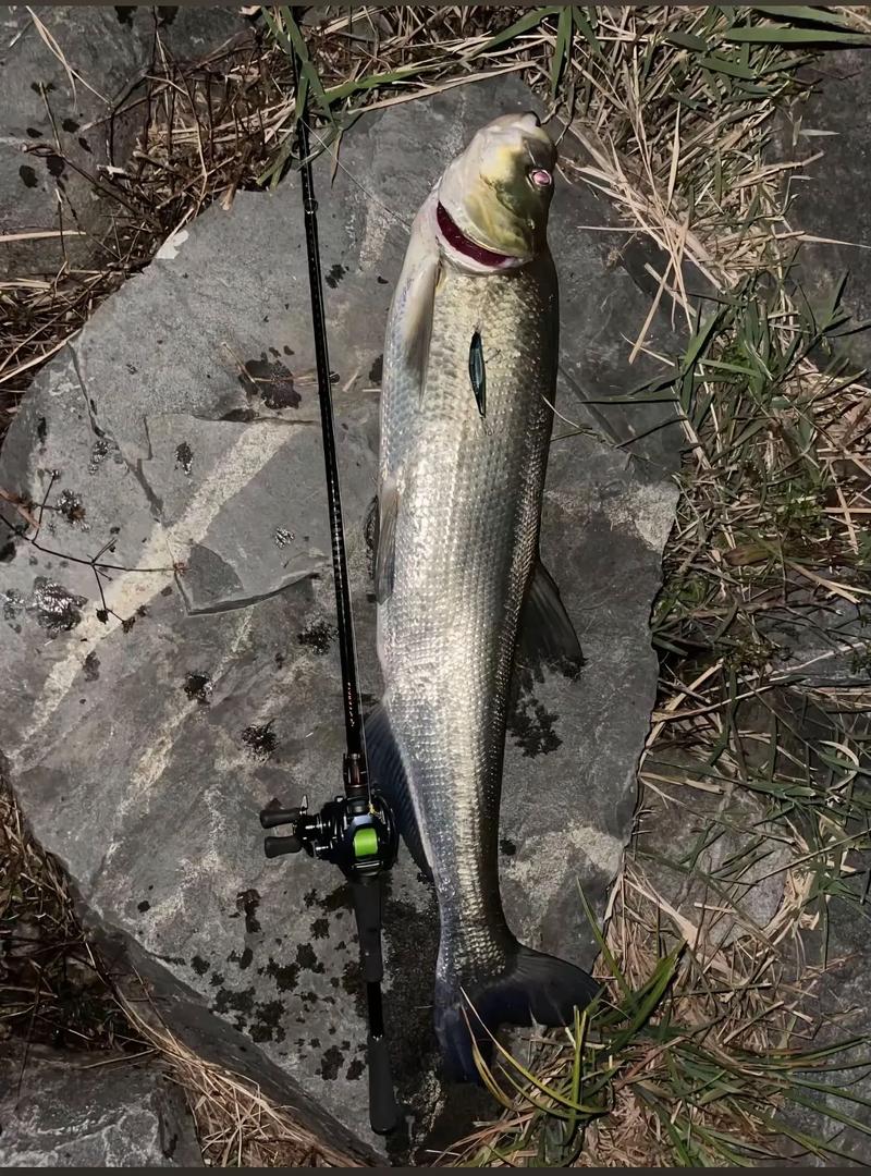 漢源湖路亞釣翹嘴_漢源湖2026首戰翹嘴_漢源湖路亞釣米翹