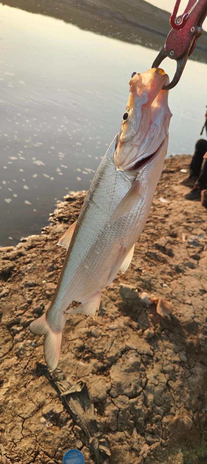 漢源湖路亞釣翹嘴_漢源湖2026首戰翹嘴_漢源湖路亞釣米翹