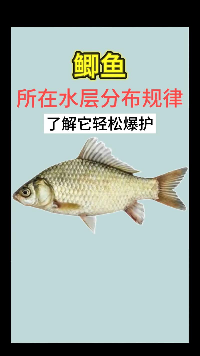 深秋釣鯽魚_深秋釣鯽魚找水層_深秋釣鯽魚水溫食物原理