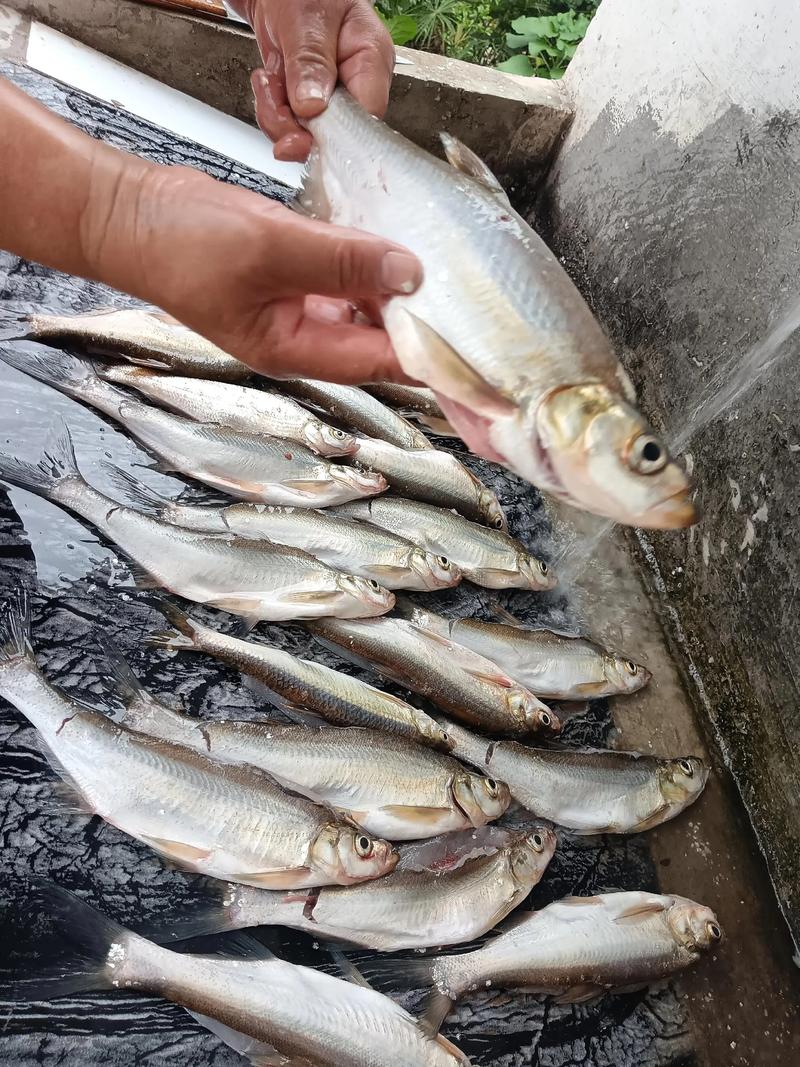 漢中釣魚吧_池豪風暴餌料使用心得_漢中釣魚技巧