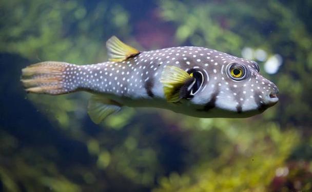 河豚是什么 河豚是淡水魚還是海水魚 河豚多少錢一斤_河豚到底是淡水魚還是海魚?怎樣去垂釣河豚
