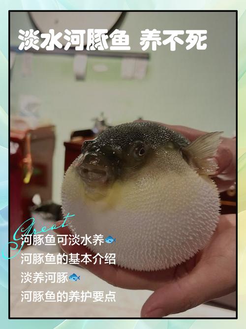河豚是什么 河豚是淡水魚還是海水魚 河豚多少錢一斤_河豚到底是淡水魚還是海魚?怎樣去垂釣河豚
