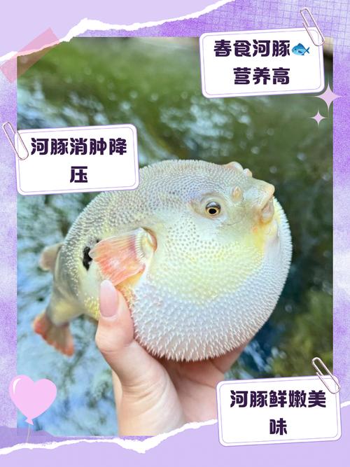 河豚到底是淡水魚還是海魚?怎樣去垂釣河豚_河豚魚 外表呆萌 劇毒魚類