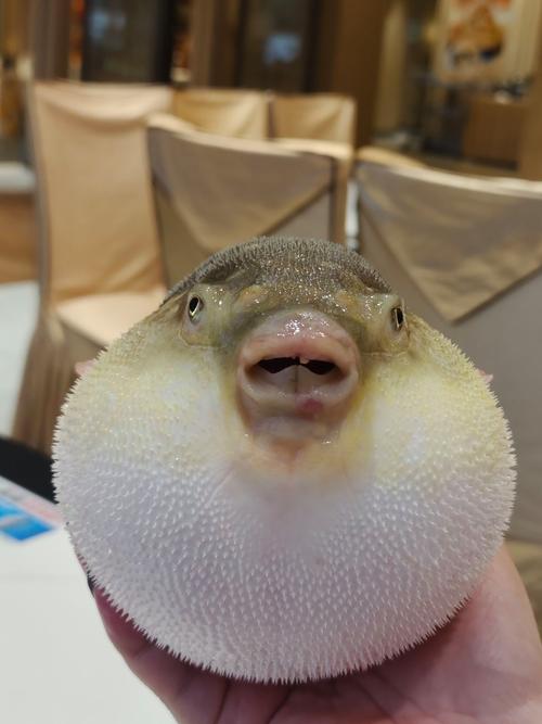 河豚到底是淡水魚還是海魚?怎樣去垂釣河豚_河豚魚 外表呆萌 劇毒魚類