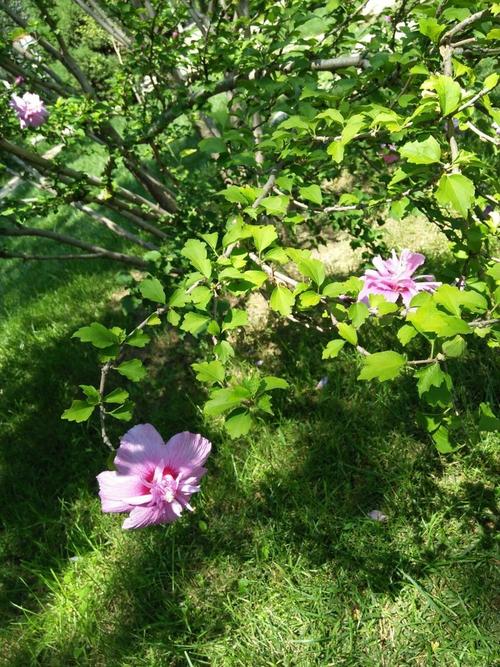 花在四季的行走_自由行走的花_自由行走的花歌詞
