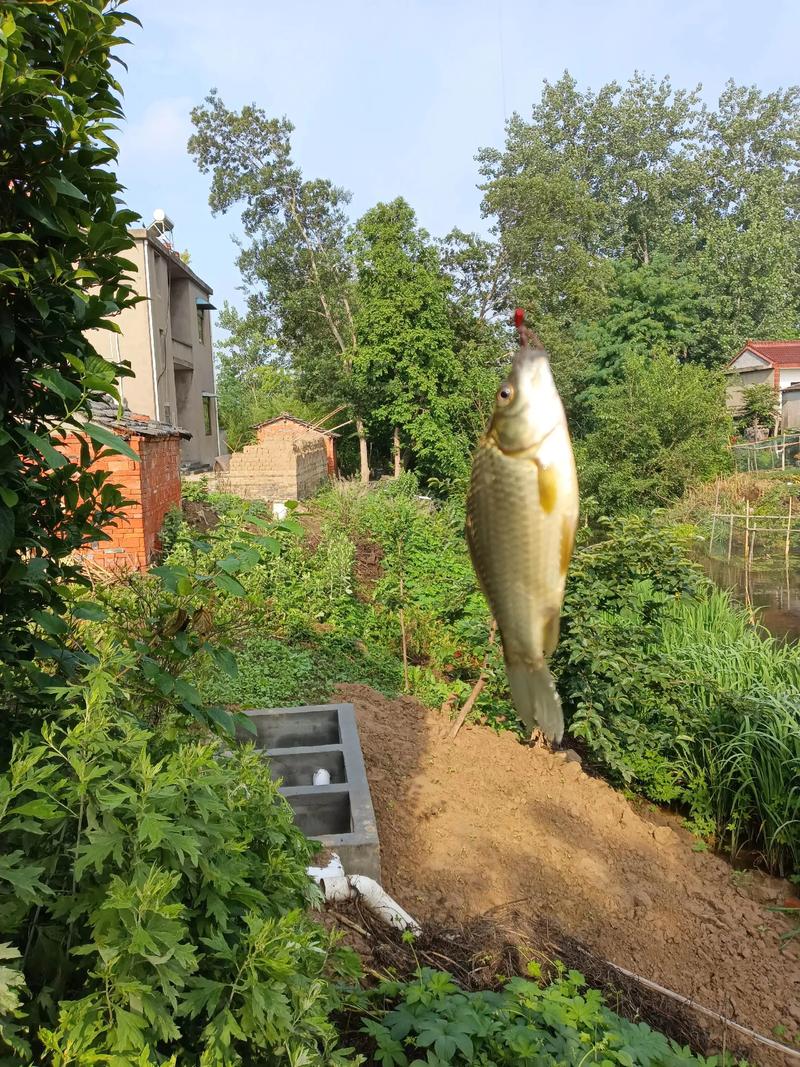 升鐘湖垂釣攻略_升鐘湖釣魚2026_升鐘湖釣魚經驗分享