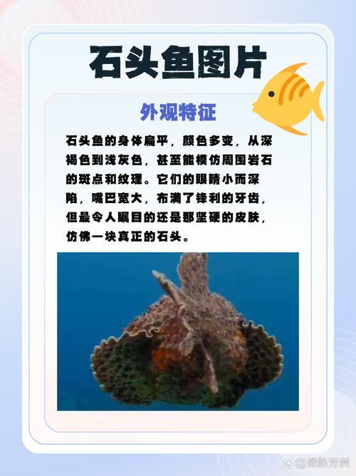 石頭魚是什么魚_石頭魚分布范圍_石頭魚形態特征