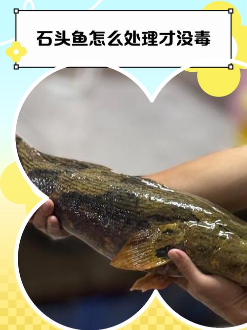 石頭魚是什么魚_石頭魚形態特征_石頭魚分布范圍