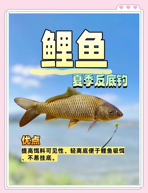 釣鯉魚技巧_夏季野釣鯽魚的技巧_夏季釣鯉魚天氣選擇