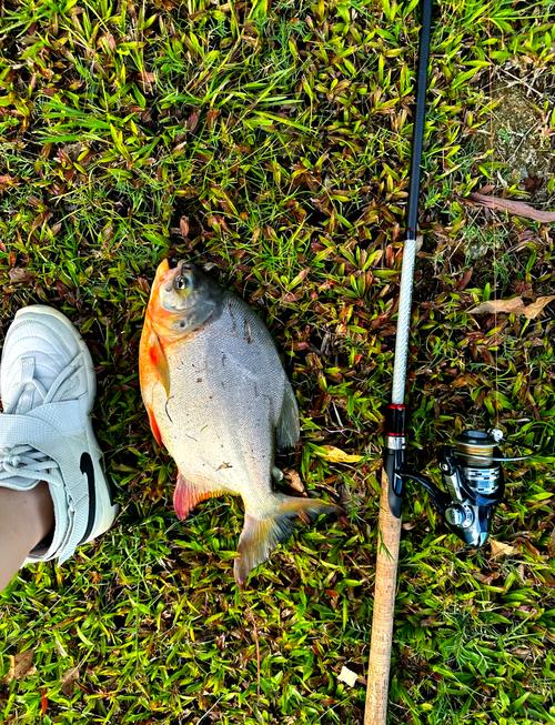 紅鯧魚生活習性詳解_紅鯧魚怎么釣？_紅鯧魚牙齒特點