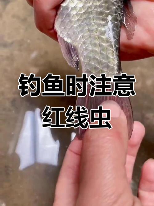 秋季釣鯽魚紅蟲技巧_紅蟲釣鯽魚掛餌方法_紅蟲_紅蟲釣鯽魚必看