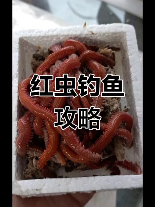 紅蟲釣鯽魚掛餌方法_紅蟲_紅蟲釣鯽魚必看_秋季釣鯽魚紅蟲技巧