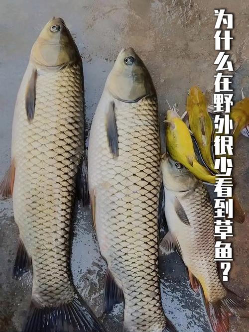 夜釣草魚的最佳時間_草魚習性詳解_野釣草魚技巧
