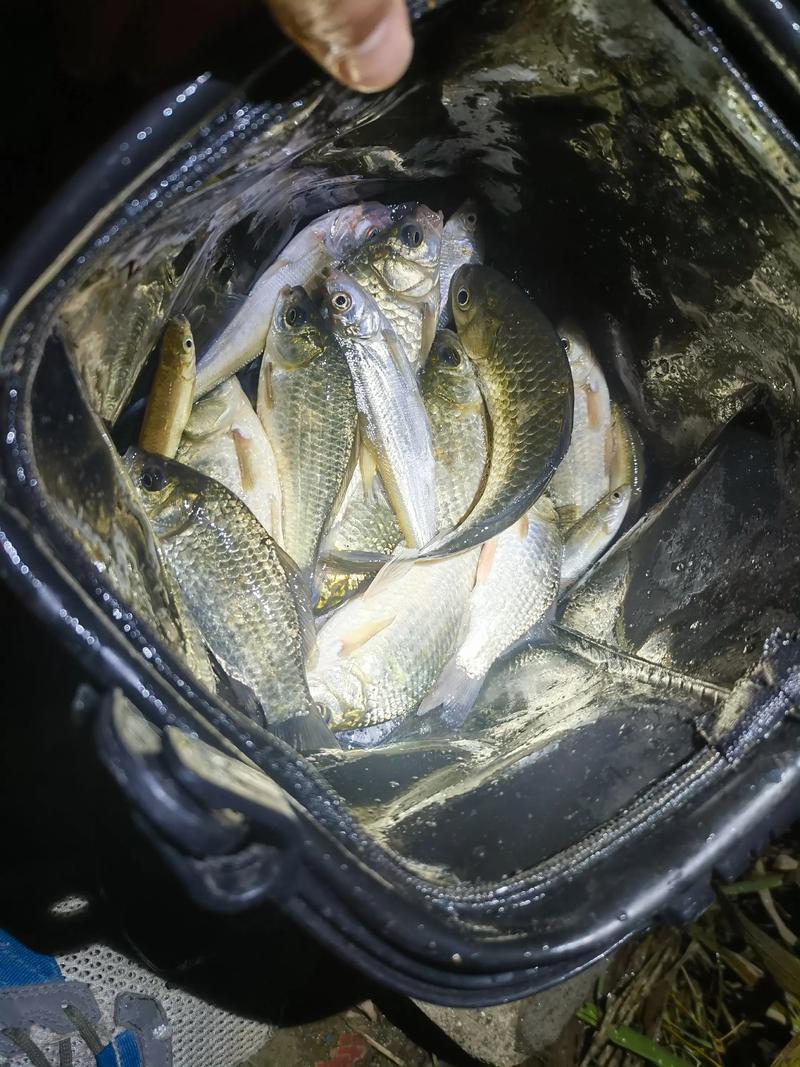 夜釣鯽魚水溫穩定_夜釣鯽魚光線控制_夜釣鯽魚技巧