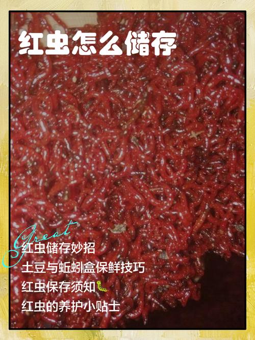 紅蟲保存最簡單的方法_蚯蚓餌保存方法泡沫箱_野釣大鯽魚紅蟲保存方式