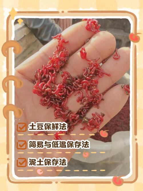 天然紅蟲養殖方法_紅蟲食療價值_紅蟲養殖