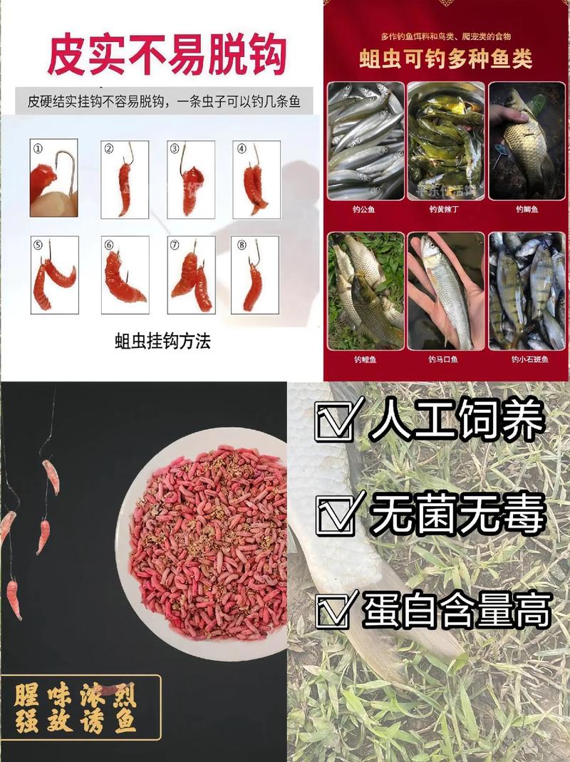 紅蟲有毒嗎_冬天釣魚紅蟲餌料_紅蟲對人的危害