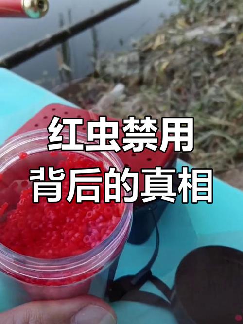 紅蟲捕撈_紅蟲真的很危險嗎？要知道它可是餌料王者_紅蟲市場價值