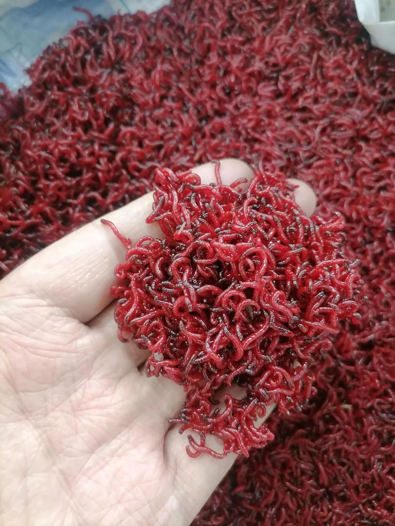 紅蟲有毒嗎_紅蟲釣鯽魚技巧_紅蟲是否有毒的科普