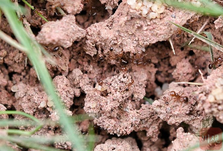 紅火蟻位列最危險入侵物種_紅火蟻入侵機制_紅火蟻生態影響