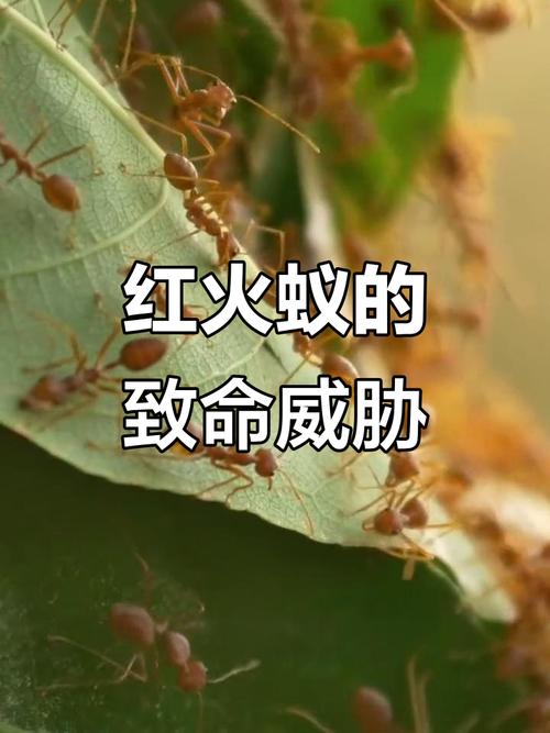 紅火蟻位列最危險入侵物種_紅火蟻入侵機制_紅火蟻生態影響