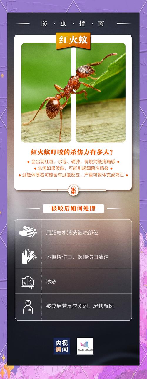 紅火蟻繁殖高峰期_紅火蟻叮咬癥狀和防治_紅火蟻位列最危險入侵物種