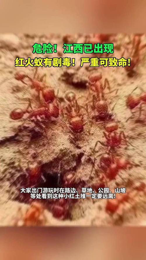 紅火蟻繁殖高峰期_紅火蟻位列最危險入侵物種_紅火蟻叮咬癥狀和防治