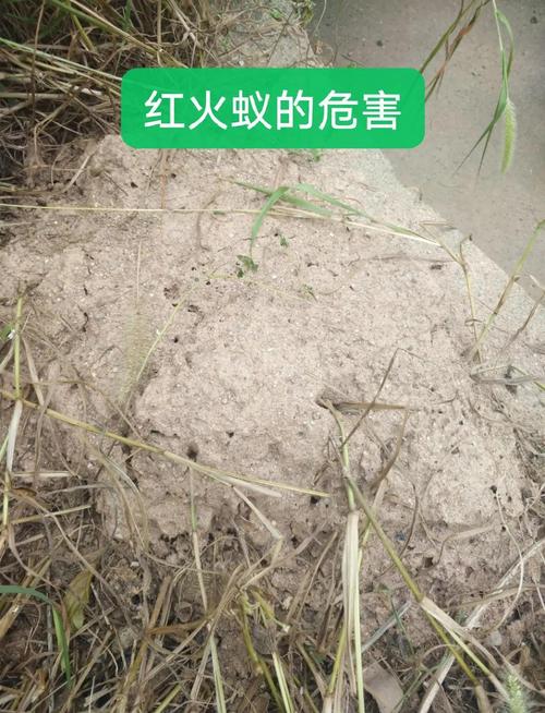 紅火蟻位列最危險入侵物種_紅火蟻叮咬癥狀和防治_紅火蟻繁殖高峰期