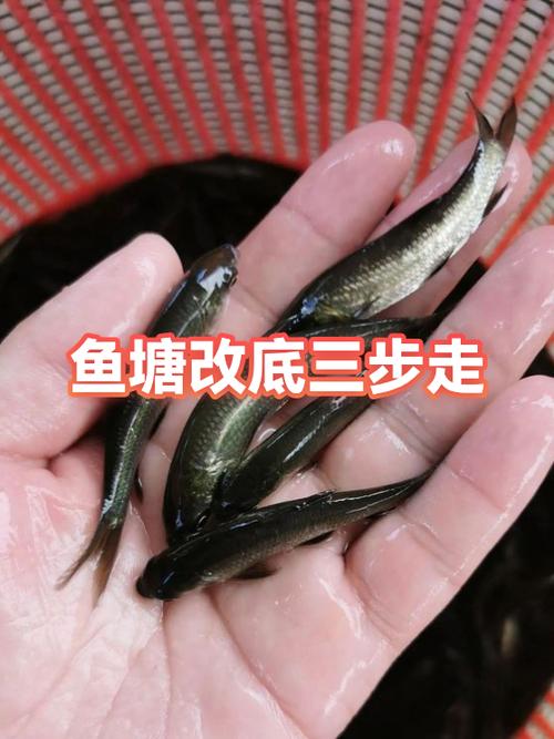 冬季魚塘肥水好處_冬季魚塘釣魚技巧_低溫環境下肥水方法