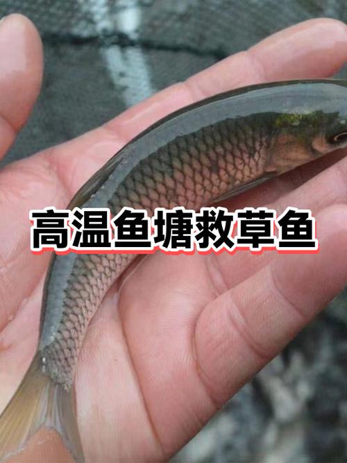 冬季魚塘釣魚技巧_低溫環境下肥水方法_冬季魚塘肥水好處
