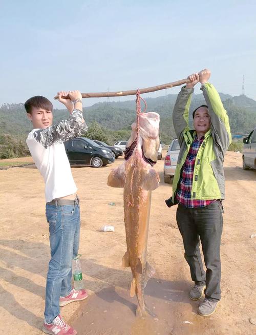 鱘魚人工養殖垂釣方法_釣鱘魚技巧_中華鱘的垂釣技巧