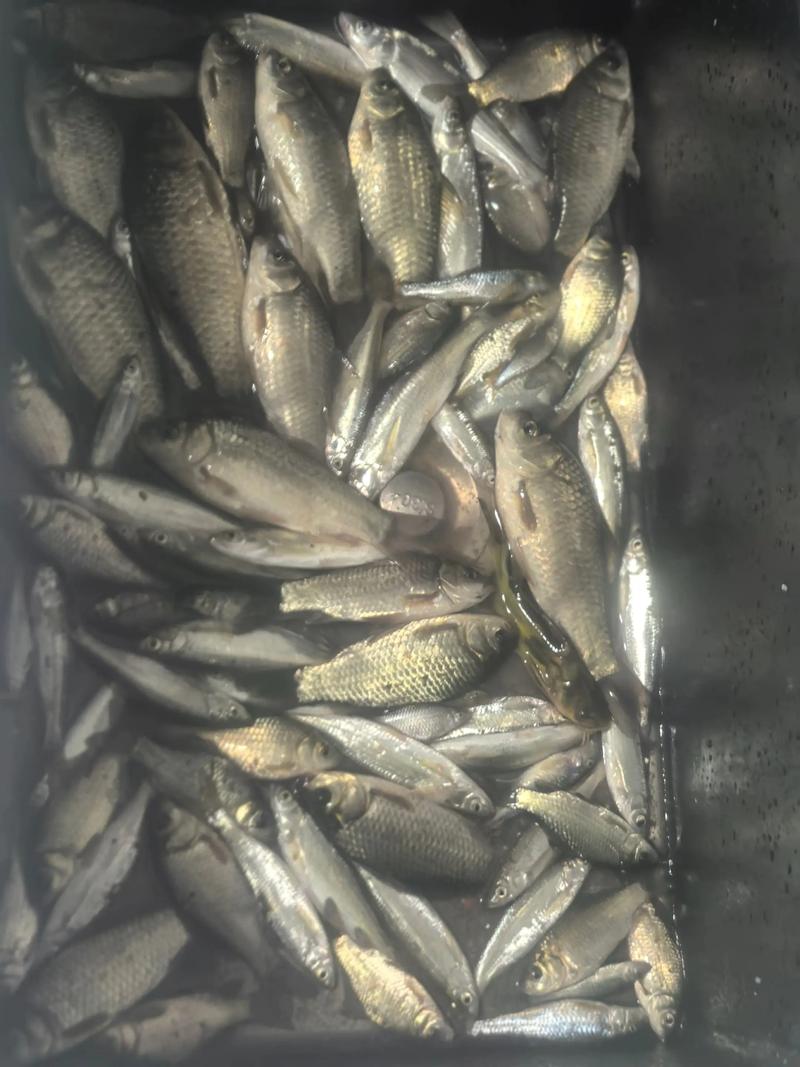 野釣視頻_野釣全攻略視頻_野釣視頻大全-_野釣視頻釣魚的技巧_野釣視頻分享