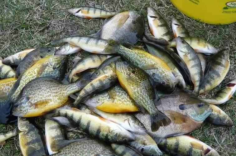 太陽魚在四川水庫分布_四川太陽魚入侵_四川多地現太陽魚