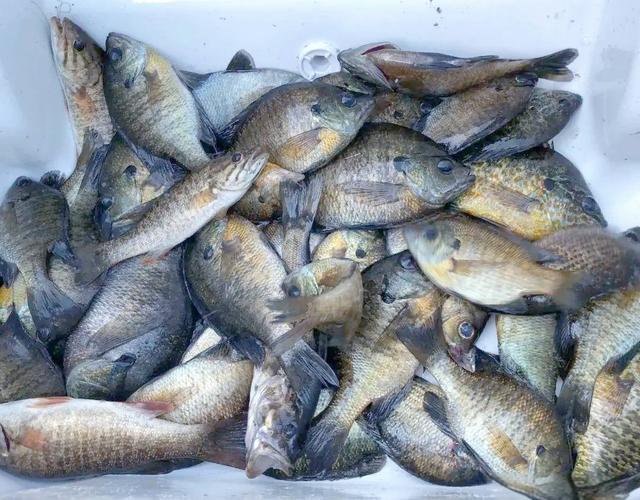 四川太陽魚入侵_太陽魚在四川水庫分布_四川多地現太陽魚