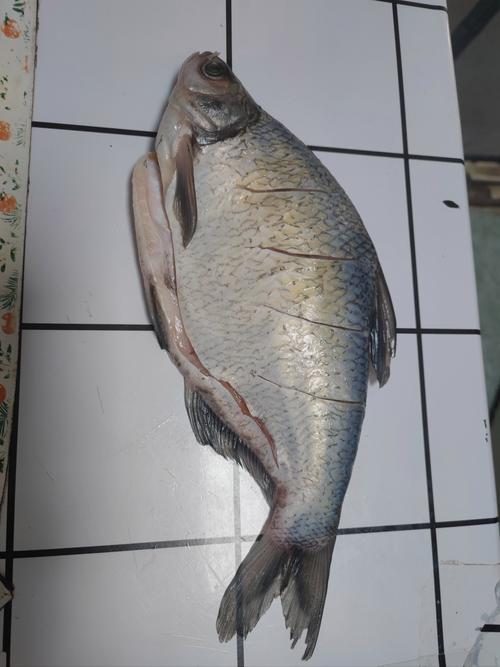 武昌魚垂釣技巧_武昌魚營養價值_野釣武昌魚照片