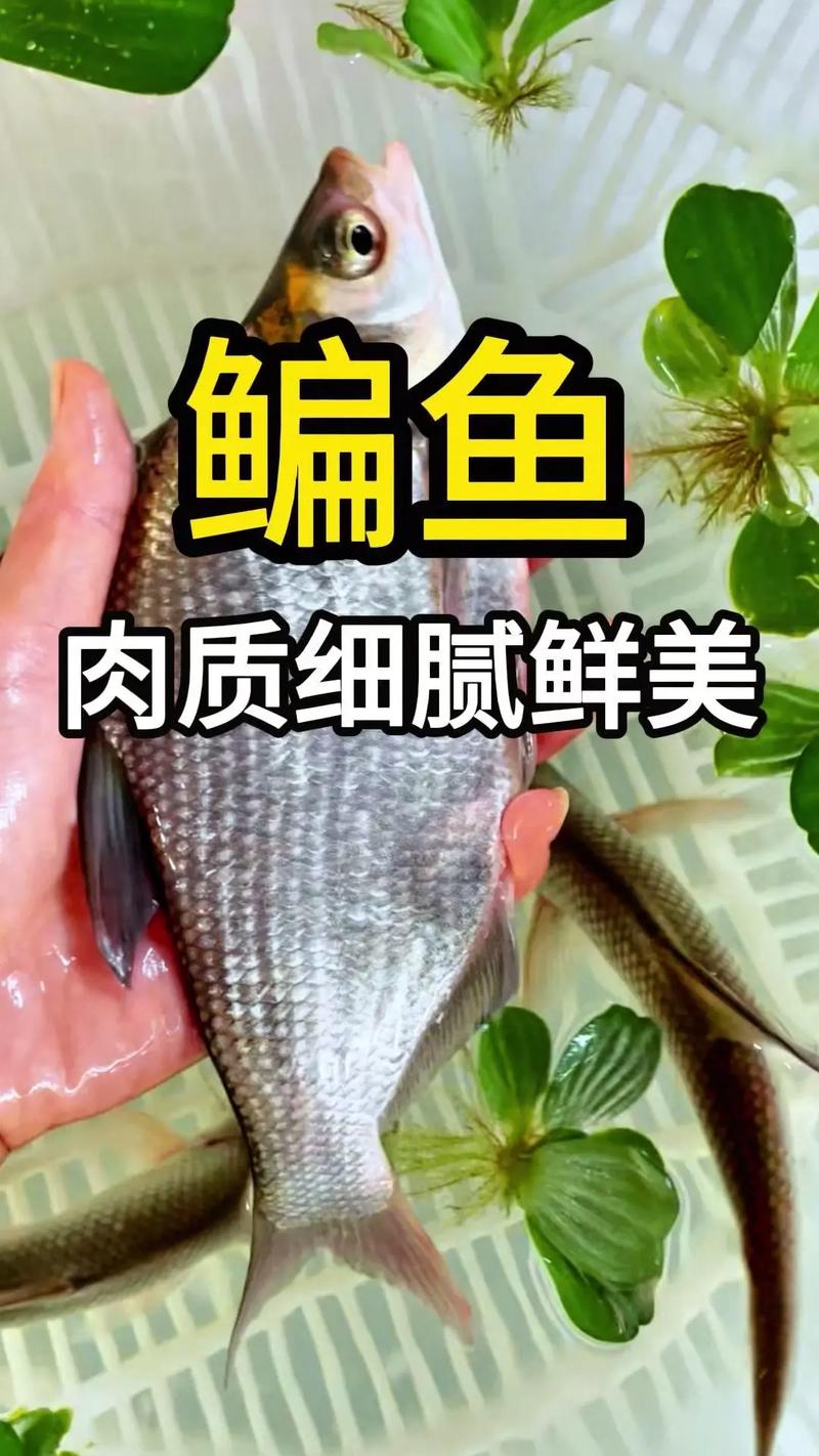 武昌魚垂釣技巧_野釣武昌魚照片_武昌魚營養價值