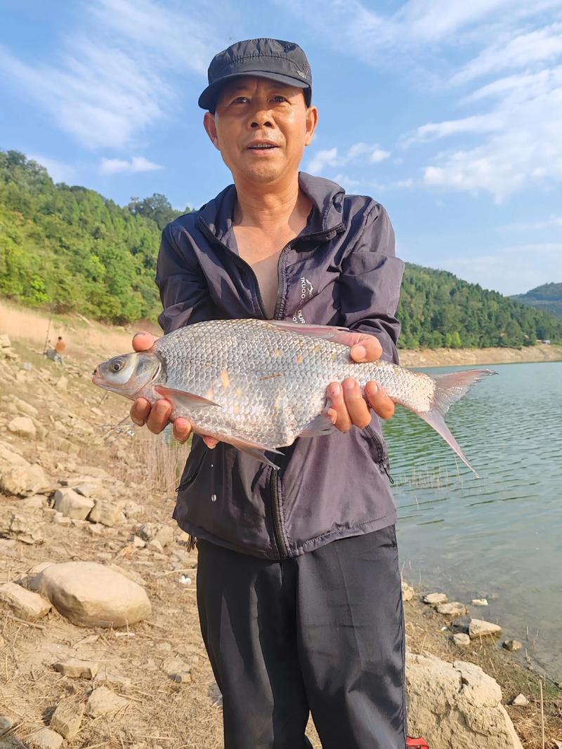 武昌魚營養價值_野釣武昌魚照片_武昌魚垂釣技巧