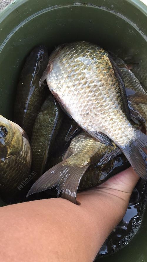野釣魚獲釣魚之家論壇_釣魚經驗分享_野釣技巧總結