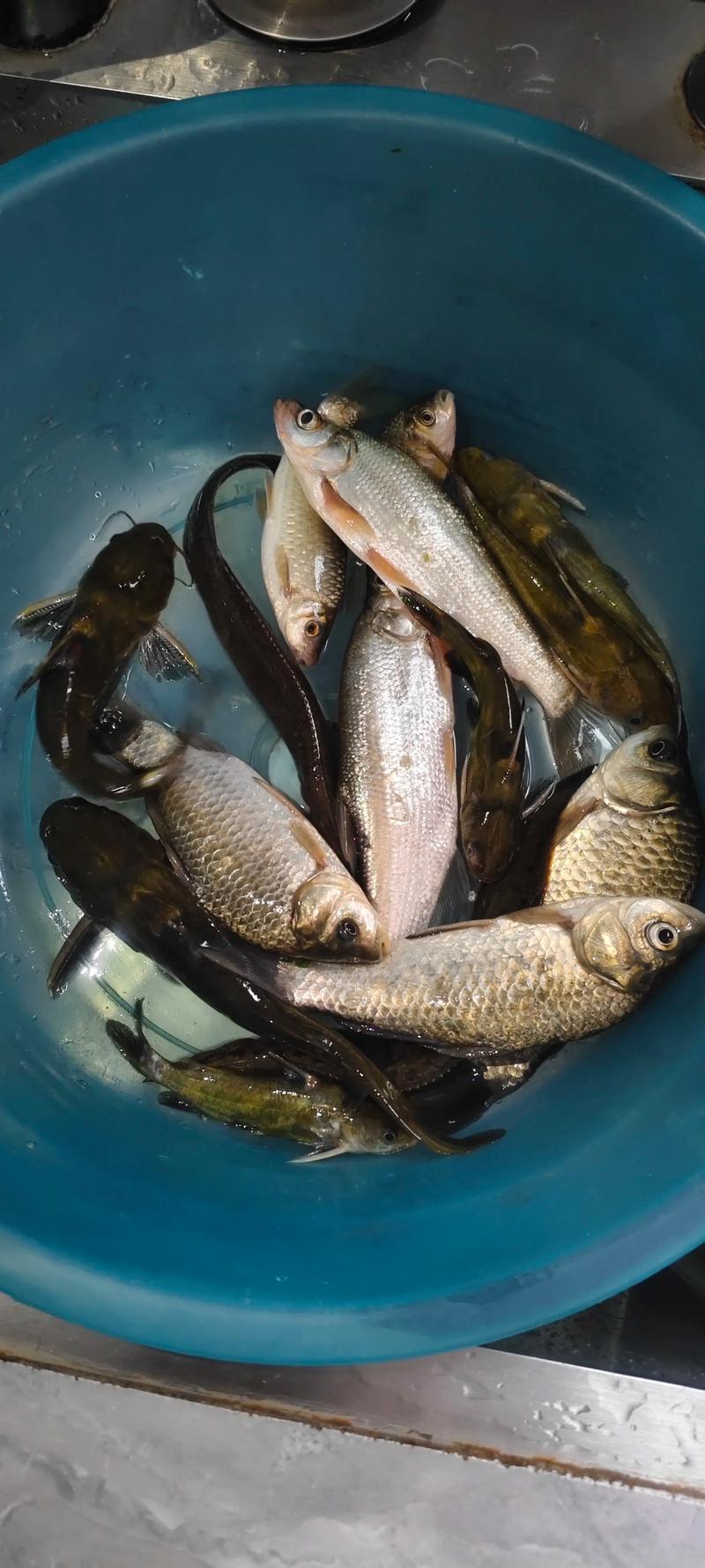 野釣技巧總結_野釣魚獲釣魚之家論壇_釣魚經驗分享