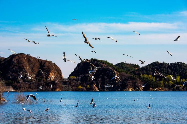 密云水庫生態保護_密云水庫鳥類監測_密云水庫 釣魚