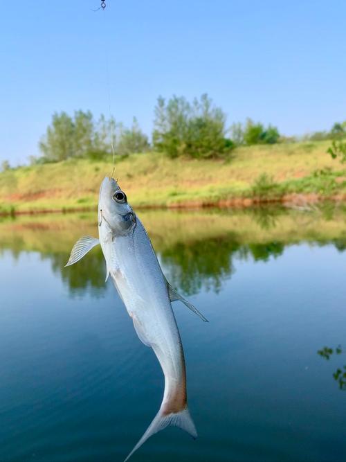 北京南城野釣地點_北京南城野釣_北京北運河釣魚攻略