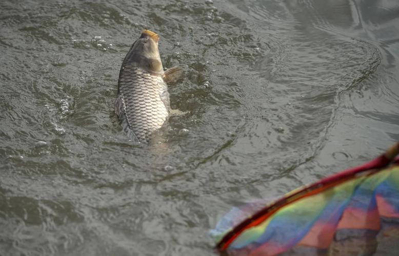 釣滑口鯽技巧_應對老油條餌料選擇_猾口魚_什么是猾口魚_如何釣滑口魚必看