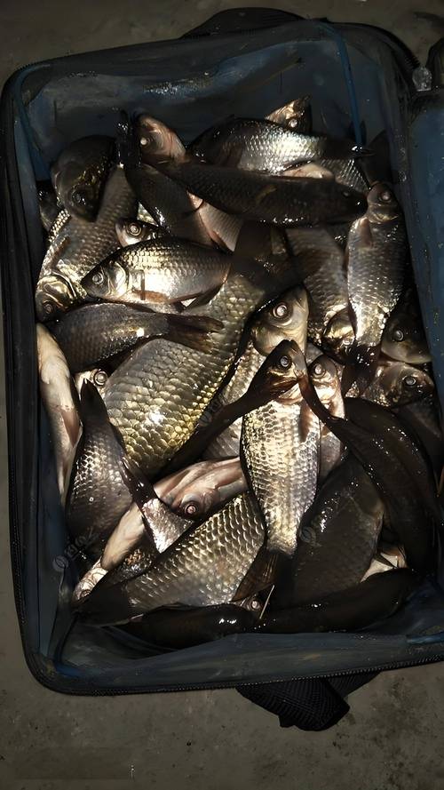 小雨天釣魚技巧_什么天氣最適合釣魚_春天釣魚最佳天氣